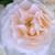 Bijela  - Floribunda ruže - Sweet Blondie